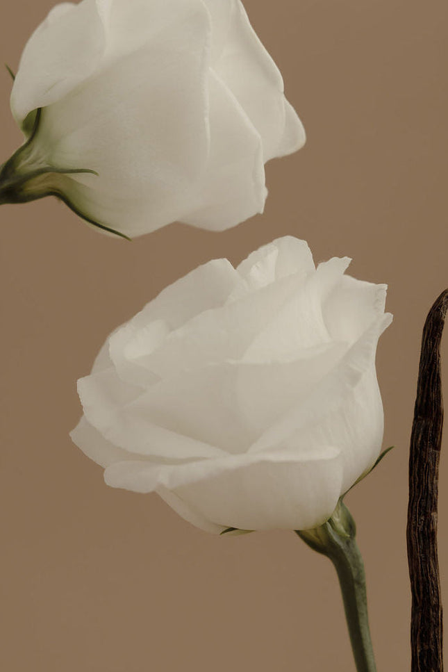 Orchid + Ash - AURA Perfume Travel Spray