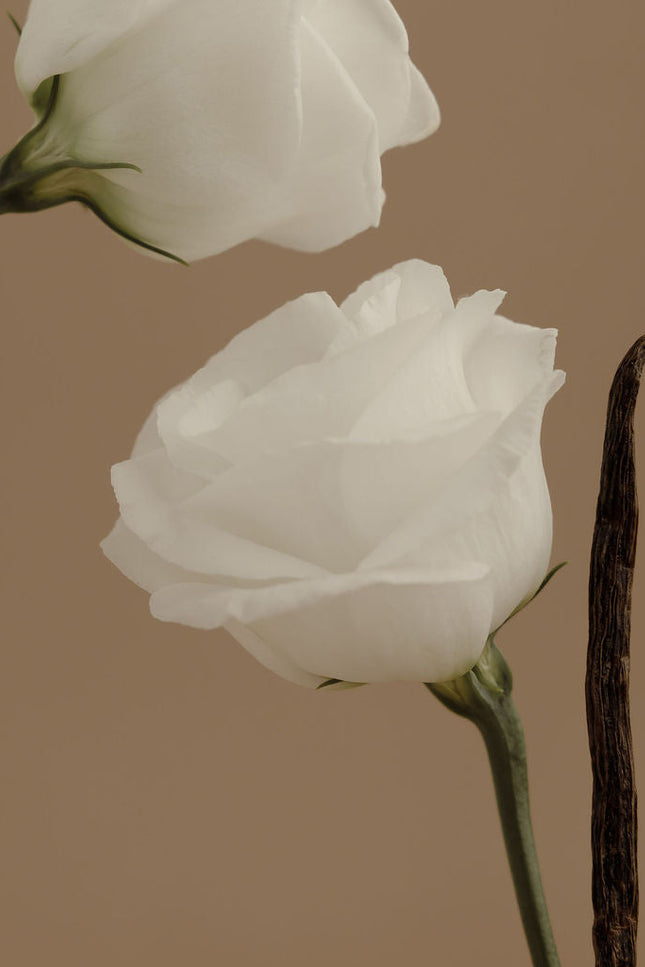 Orchid + Ash - AURA Perfume