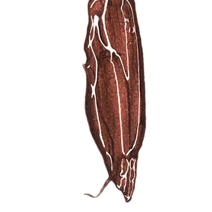 Connected Boutique - Mocha- Chocolate brown Metallic Lip Gloss