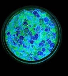 Inked Doll Cosmetics - "JUNGLE PARTY" *UV/BlackLight* Festival FunFetti