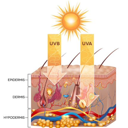 Gymsegbë - Habaek Sun Protection Face Moisturizer SPF50